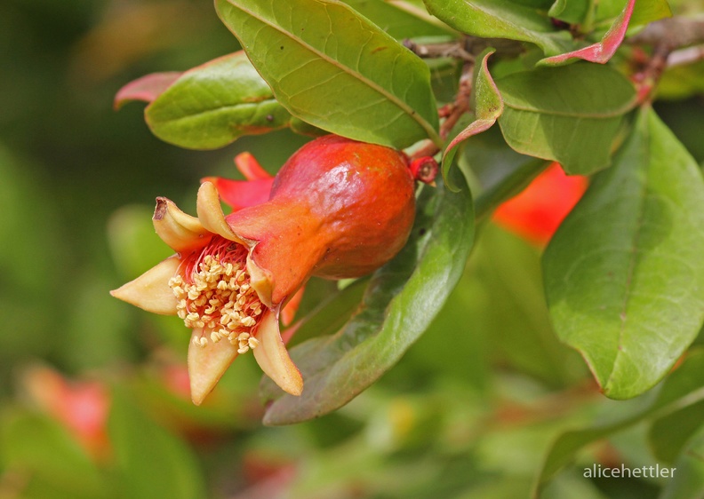 Granatapfel  _Punica granatum_.jpg